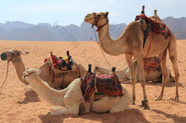 骆驼和瓦迪朗姆沙漠