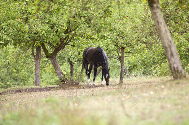 黑马在美丽的草地上<strong>自由奔跑</strong>