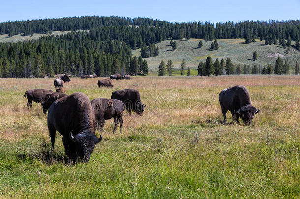 美国怀俄明州黄石国家公园的野牛