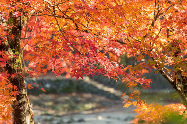 五彩缤纷的秋叶季节