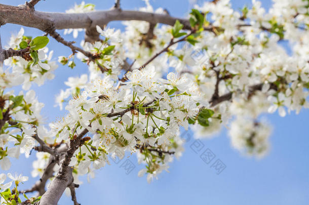 盛开的梅花枝