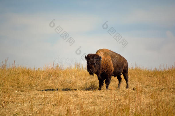 美国野牛水牛在城市野生动物保护区