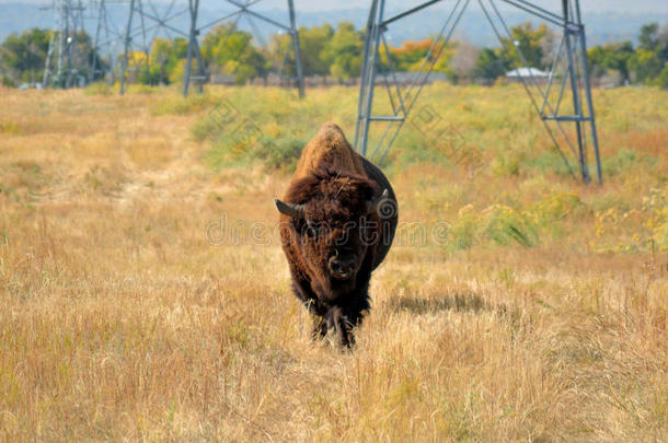 美国野牛水牛在城市野生动物保护区