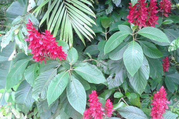 红色热带花