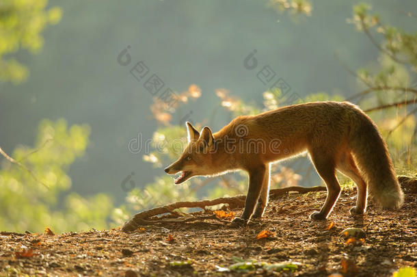 蹲着红狐在美丽的秋天背光