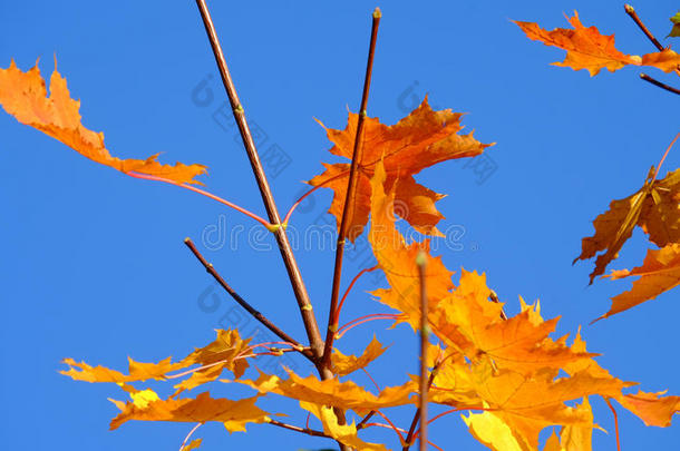 蓝天背景下的秋天枫叶