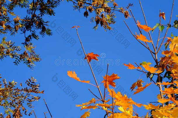 蓝天背景上的秋叶