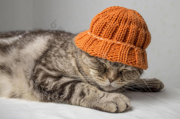 滑稽的灰色条纹苏格兰<strong>折叠</strong>猫，头上戴着一顶橙色的冬帽，躺在<strong>桌子</strong>上