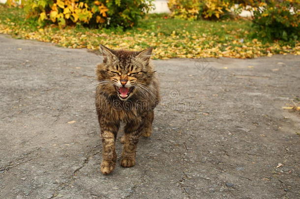 流浪猫