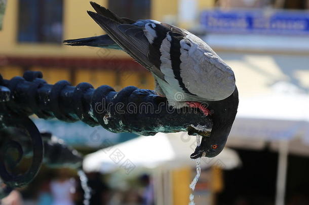 鸽子（科伦巴）在罗德岛的旧城<strong>解渴</strong>