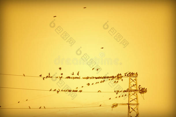 秋天背景鸟电缆气候