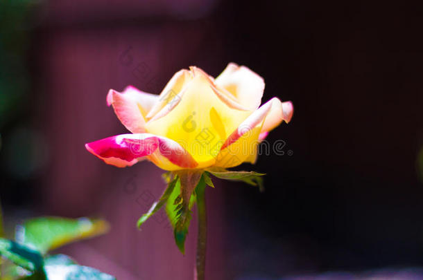 美丽的黄粉色玫瑰花开
