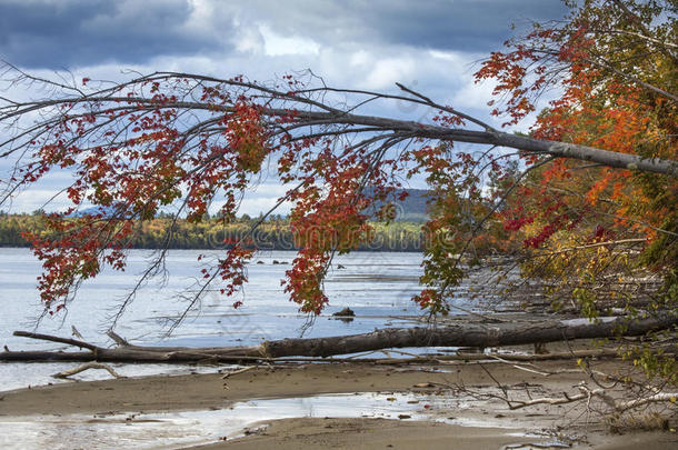 五颜六色的红色枫树挂在西北缅因州的<strong>湖水</strong>上。