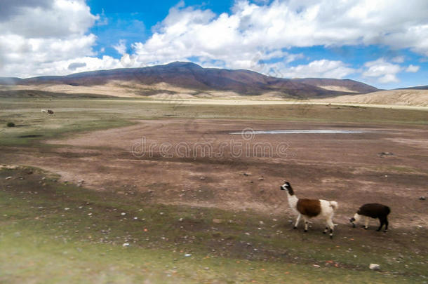 <strong>玻利维亚</strong>的天空与美洲驼步行，高原