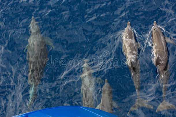 弓形大西洋斑点海豚，<strong>额叶</strong>狭窄