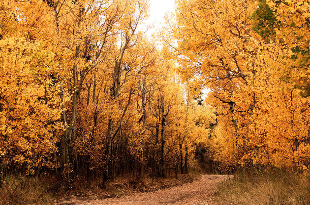 秋天的白杨树森林黄橙色的叶子