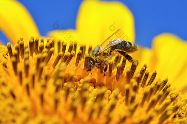 农业农学原料药蜜蜂养蜂