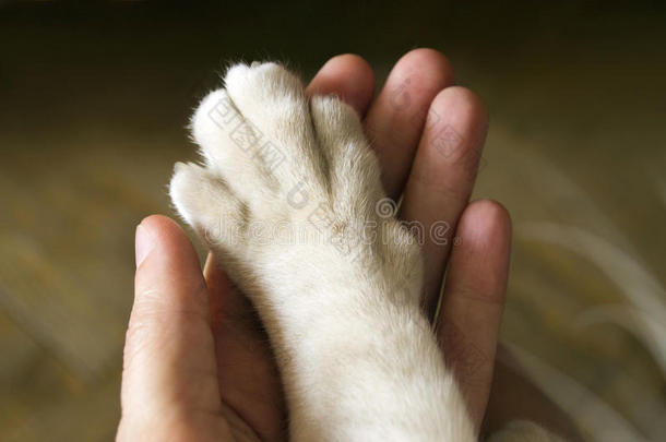 猫的爪子在人手里，手对手