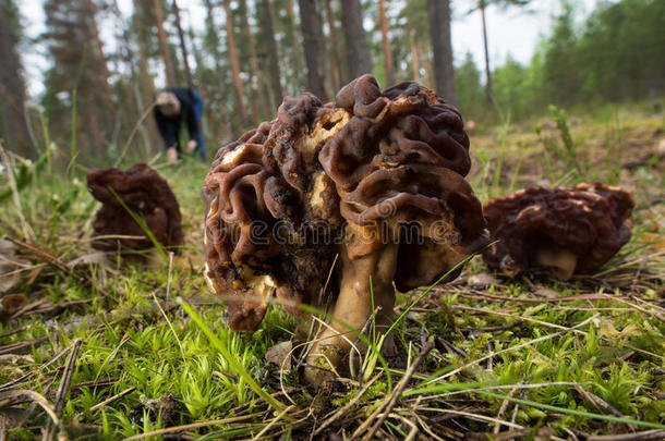 棕色的可食用的森林羊肚菌蘑菇