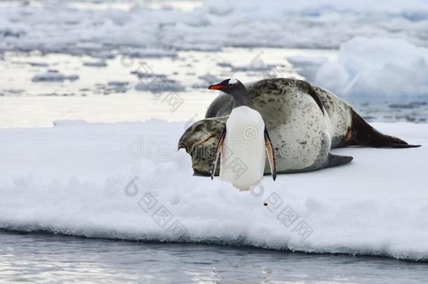 <strong>南极</strong>豹海豹和企鹅