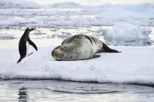 南极豹海豹和<strong>企鹅</strong>