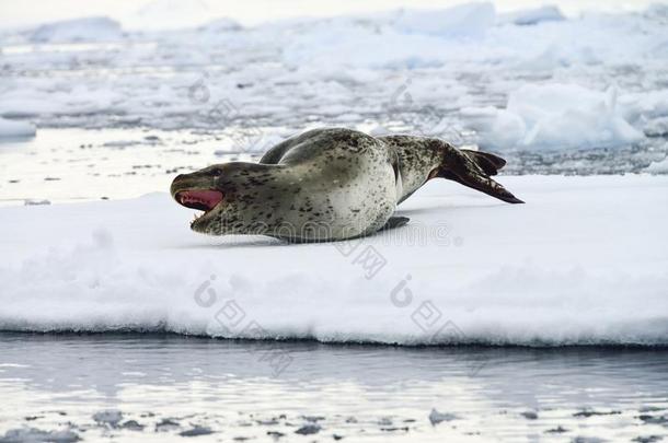 南极豹海豹和企鹅