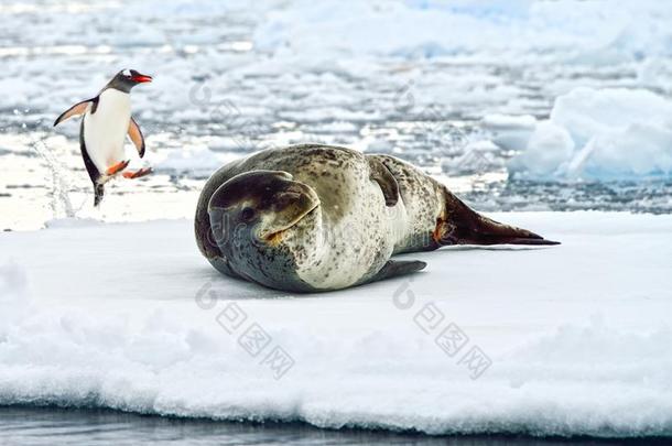 南极豹海豹和企鹅