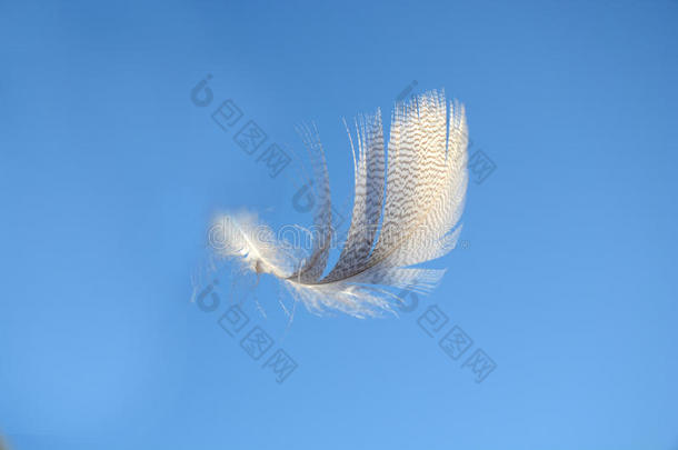 蓬松柔软的白色条纹鸟羽毛漂浮在晴朗的蓝天中