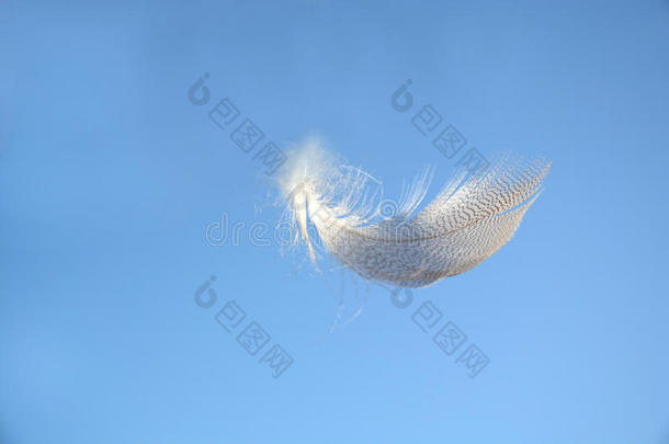 蓬松柔软的白色条纹鸟羽毛漂浮在晴朗的蓝天中