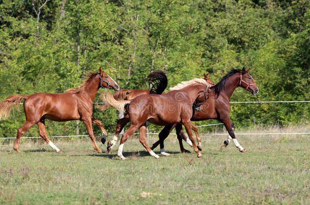 四匹美丽的年轻种马在夏季的牧场上<strong>飞驰</strong>