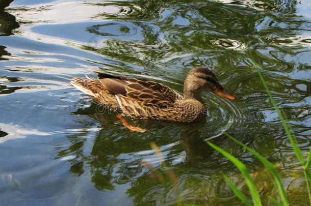 池塘里的鸭子