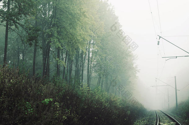 雾森林地平线风景自然