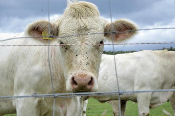 在<strong>牧场</strong>上放牧的<strong>奶牛</strong>、公牛和小牛。斯洛伐克传统农村农场院子里的牲畜饲料