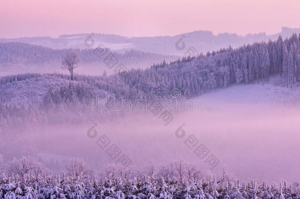冬季粉色景观