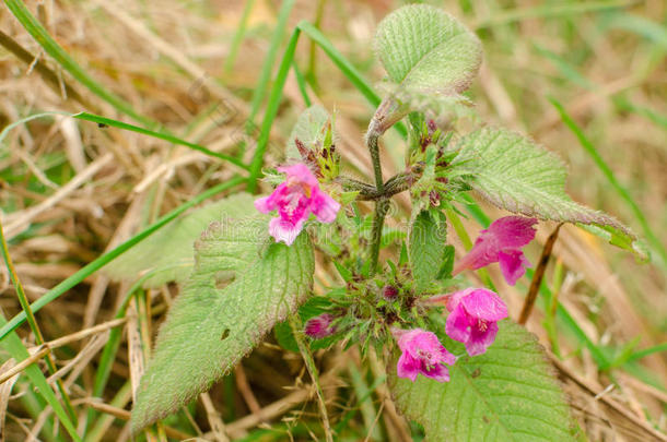 科弗雷（药用植物），野花