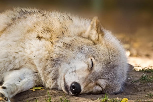 灰狼在睡觉