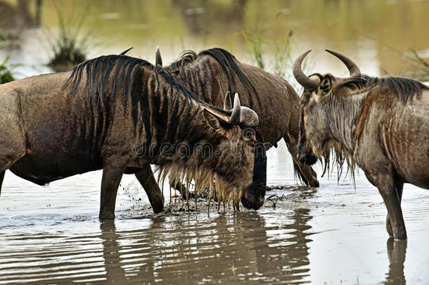 非洲非洲的安波塞利动物羚羊