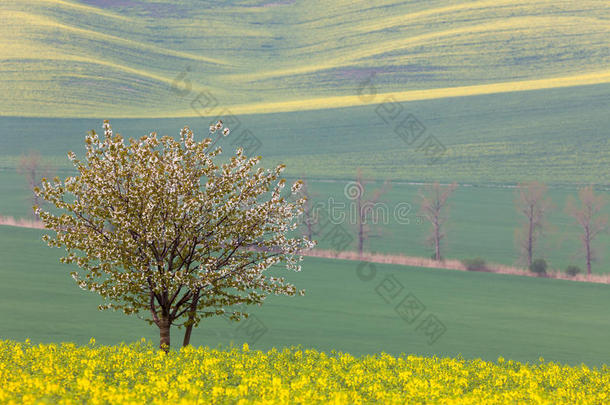 黄色和绿色田野上盛开的树-春天的风景