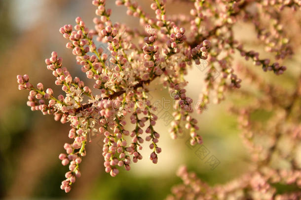 背景开花花开花儿芽