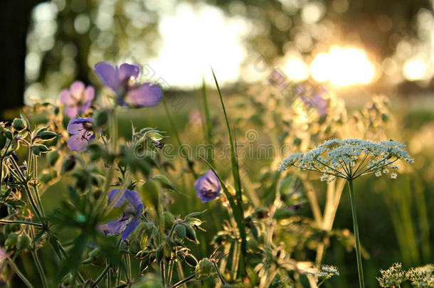 背景开花花开花儿芽