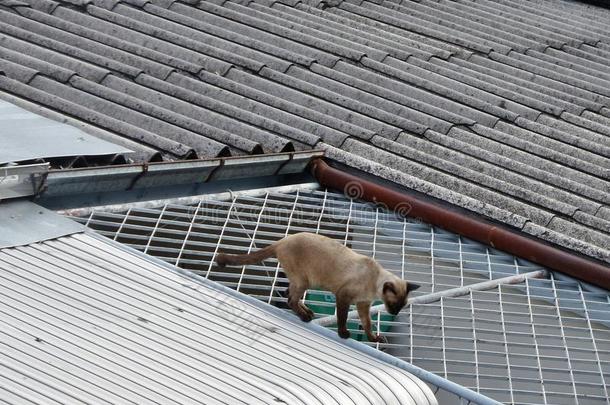 猫房子顽皮的邻居屋顶