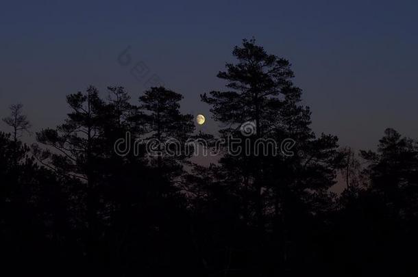 阿童木天体照相大的细节森林