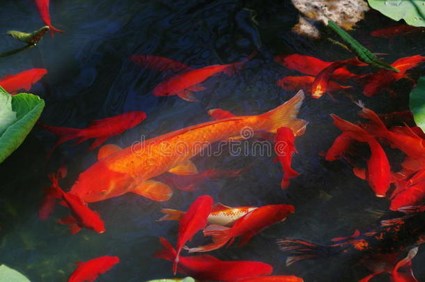 莲花池里一群红肉鲤鱼