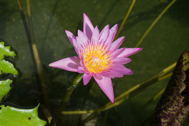 游泳池上美丽的<strong>莲花</strong>