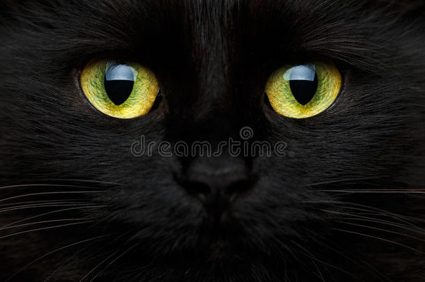 一只黑猫可爱的口吻