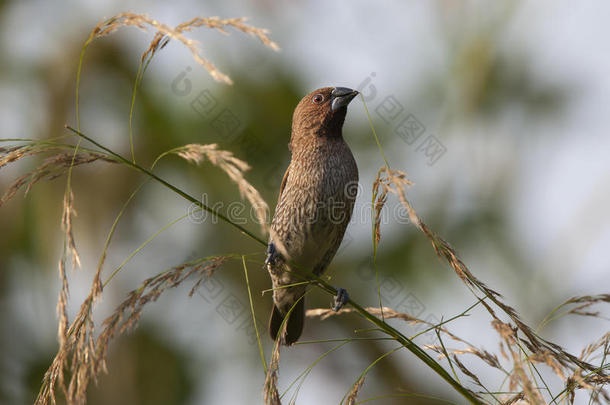 鳞胸文鱼