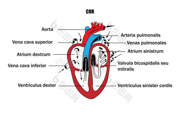 内脏的示意图，心脏的解剖。