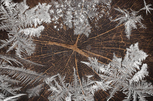 老橡树冻的树桩被砍伐-树干上有年轮的部分。