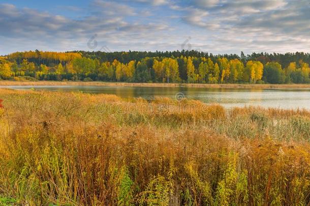 秋天的景观与湖泊和植物与秋天的颜色