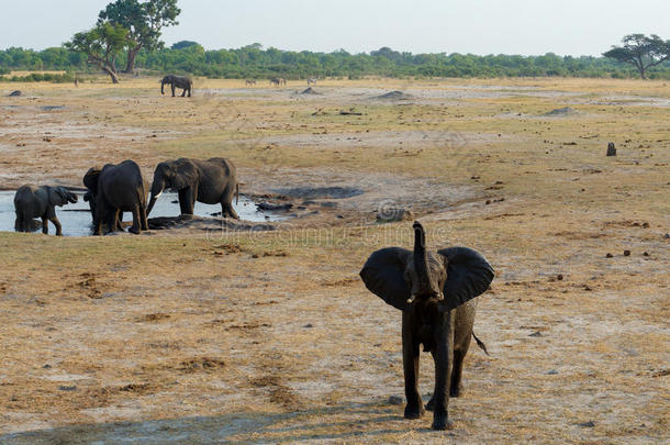 一群非洲象在泥泞的水坑里饮水